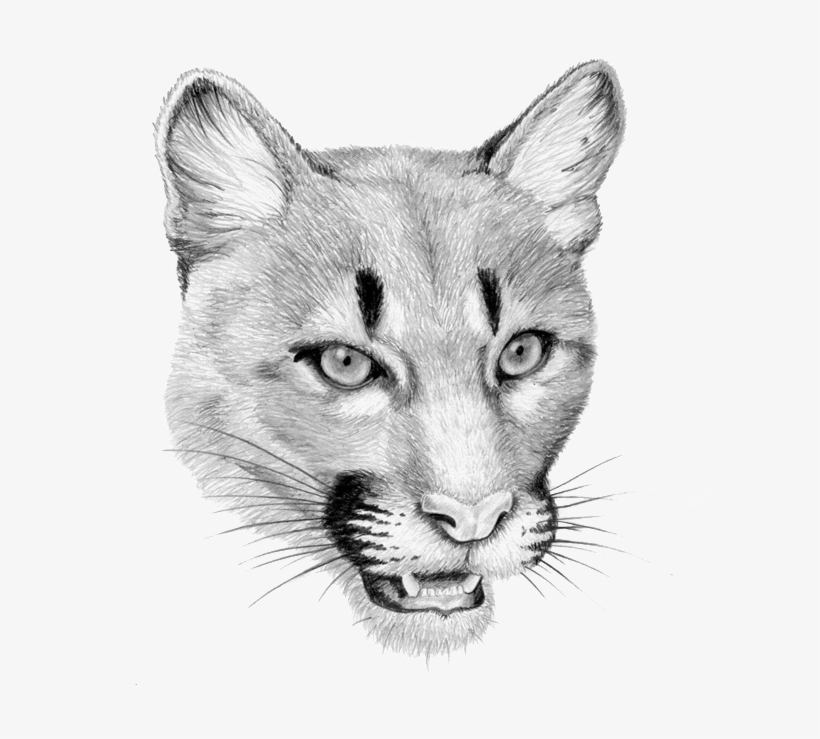 Mountainlion - Cougar, transparent png