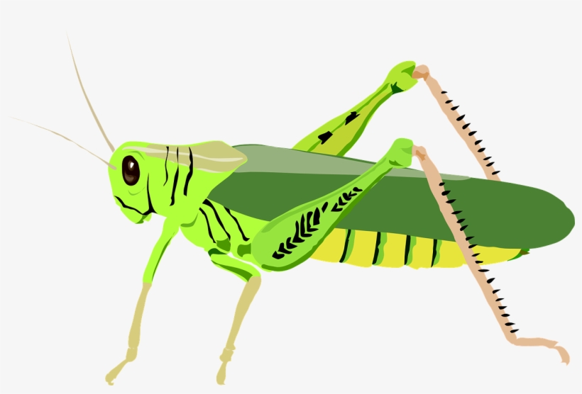 Svg Library Cricket Bug Clipart - Grasshopper Clip Art, transparent png