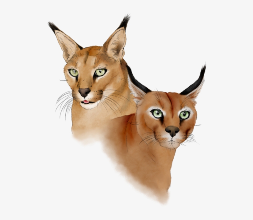 14 - Deer, transparent png