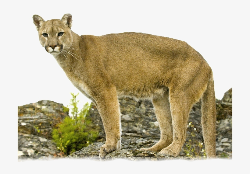 Lion Standing On Rock - Mountain Lion Transparent Background, transparent png