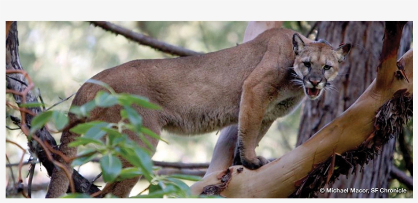 Study Of Mountain Lion Energetics Shows The Power Of - Mountain Lion On Tree, transparent png