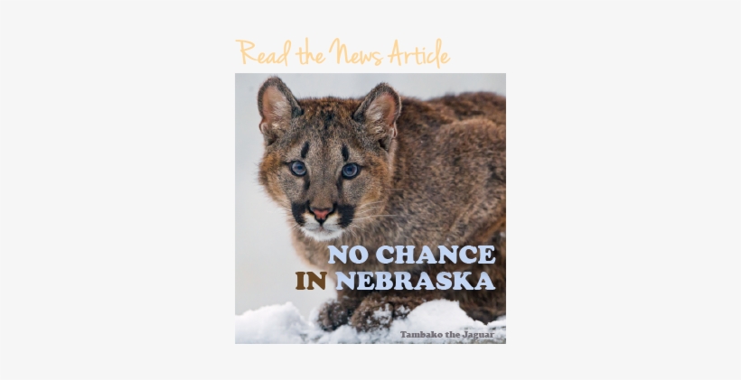 Thumbnail Of Kitten For News Story - Cougar, transparent png