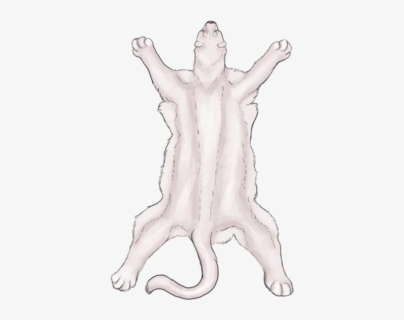 Albino Mountain Lion By Chevsoul - Cougar, transparent png