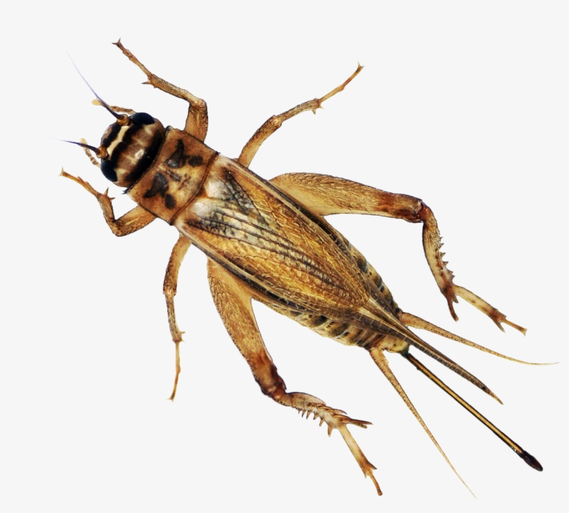 It's Cricket Season - Cricket, transparent png