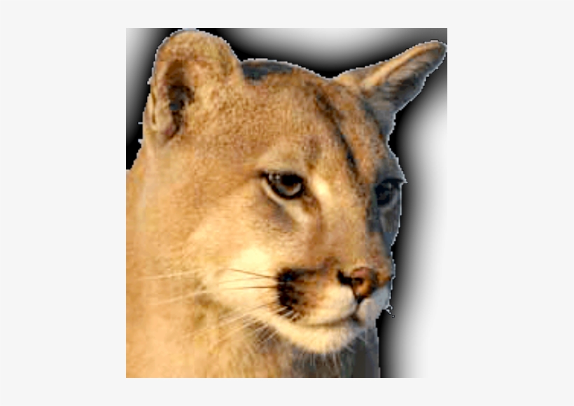 Photo By Montana Fish, Wildlife & Parks - Moving Picture Mountain Lion, transparent png