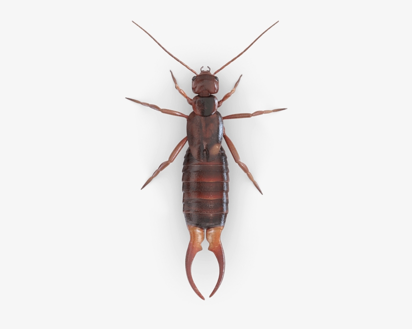 Earwig, transparent png