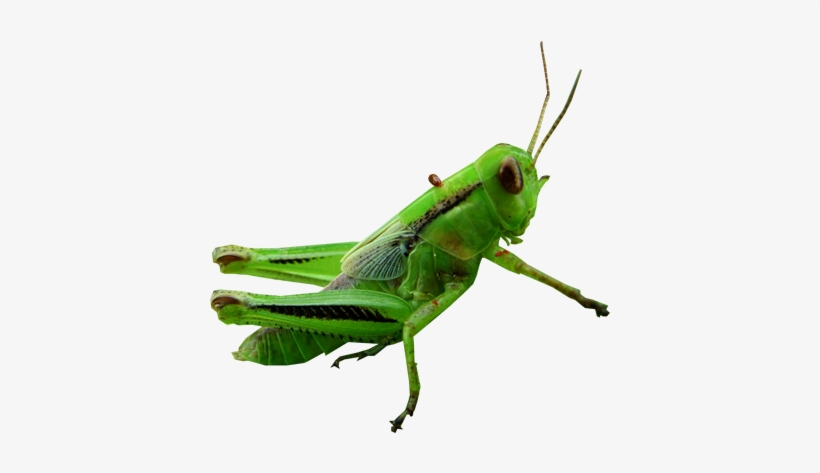 Grasshopper Clipart Transparent - Transparent Grasshopper Png, transparent png