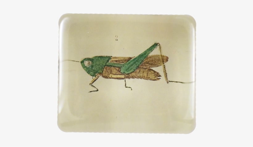 Little Bug 2 - Grasshopper, transparent png