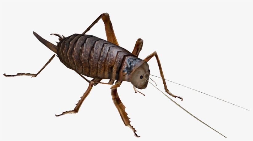 Wetapunga - Steppe Fårekyllinge Medium 50 Pr. Æske, transparent png