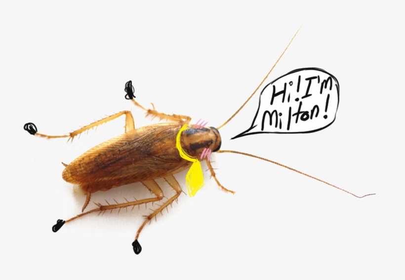 Milton - Cockroach Transparent Background, transparent png