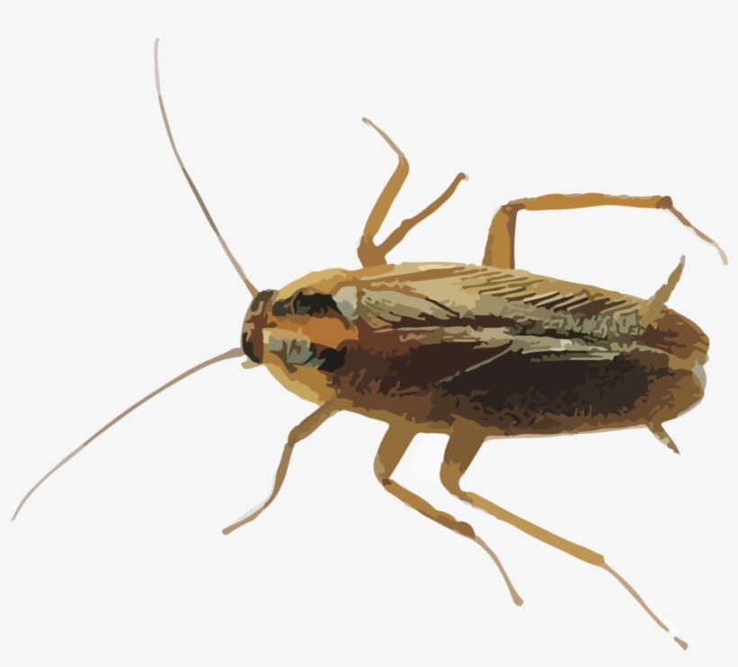 Hr Cockroaches - Myllaena Brevicornis, transparent png