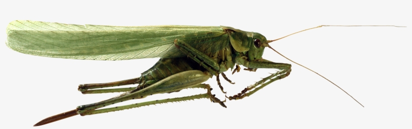 Кузнечик Пнг, transparent png