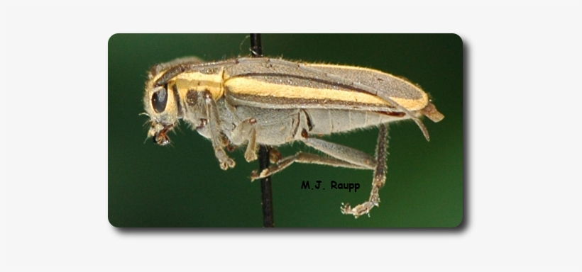 The Beautiful Red-edged Saperda, A Longhorned Beetle, - Soldier Beetle, transparent png