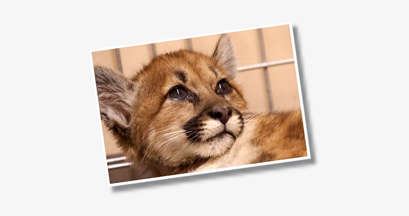 Photo Of Mountain Lion Kitten Face Up Close With Big - Folsom City Zoo Sanctuary, transparent png