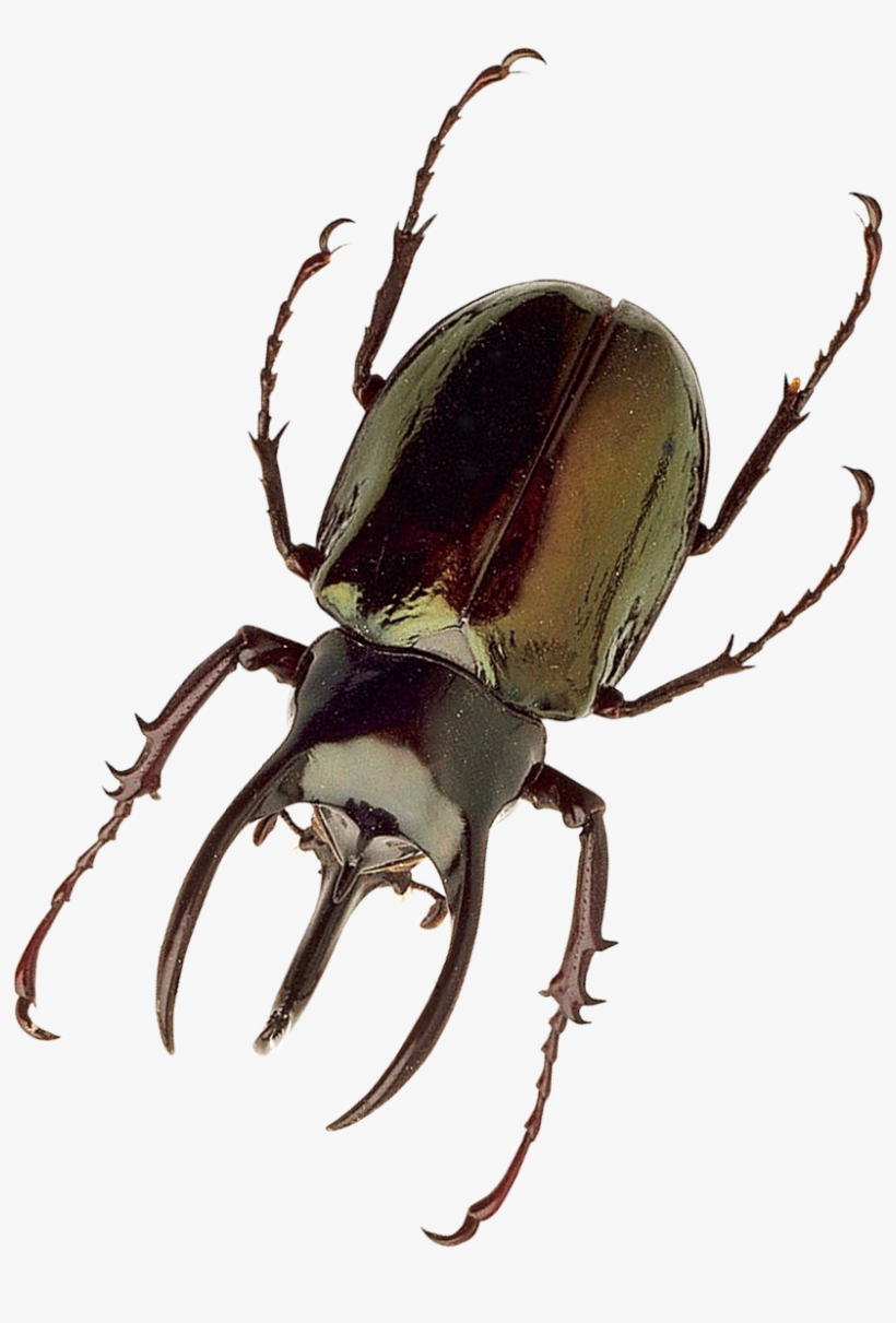 Free Png Insect Png Images Transparent - Insect Png, transparent png
