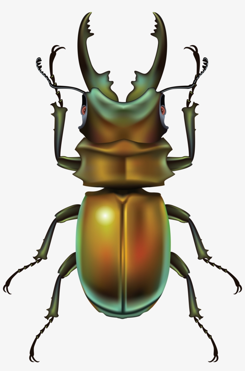 Bug Twenty-seven - Insect .png, transparent png