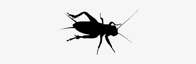 Cricket - Acheta Domesticus Png, transparent png