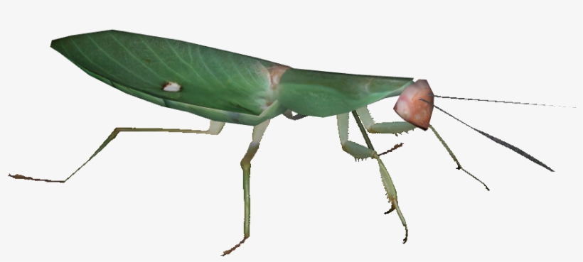 Giant Malaysian Shield Mantis - Rhombodera Basalis, transparent png