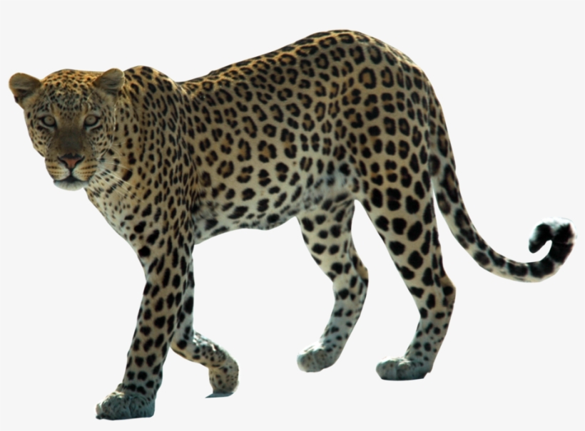 Leopard Png Hd - Addo Elephant Park Animals, transparent png