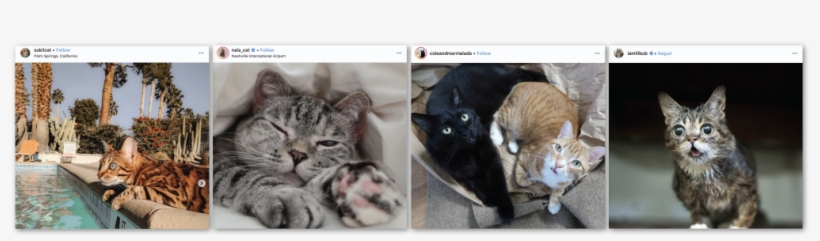 Catfluencer Collage - Collage, transparent png