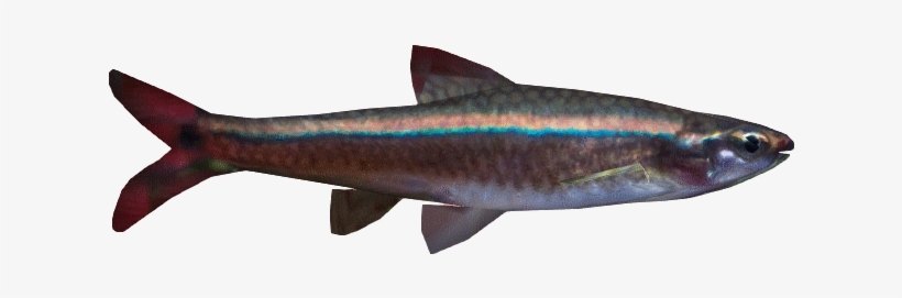 White Cloud Mountain Minnow - Wiki, transparent png