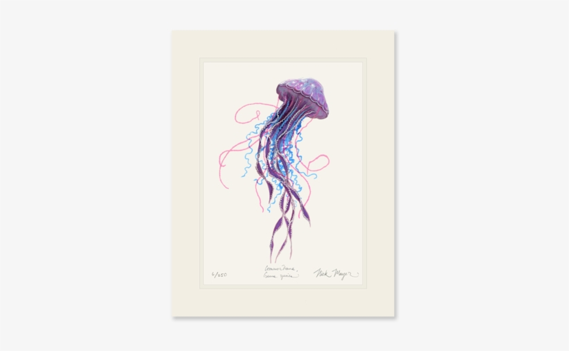 Purple Jellyfish Ii - Pelagia Noctiluca, transparent png
