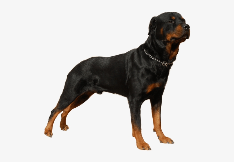 Appearance Of Rottweiler - Rottweiler Dog Png, transparent png