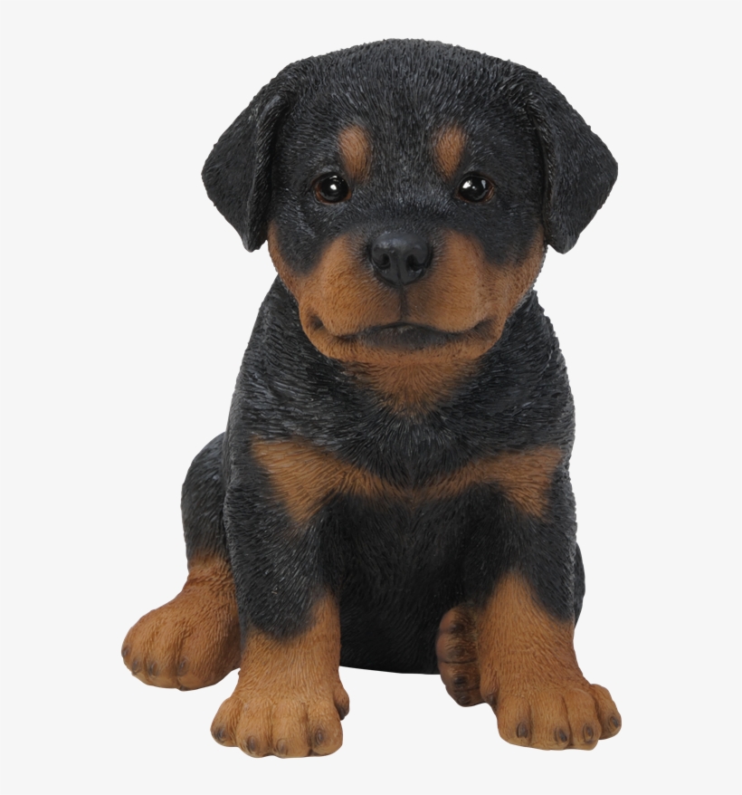 Pet Pal Rottweiler Puppy - Rottweiler Puppy Transparent, transparent png