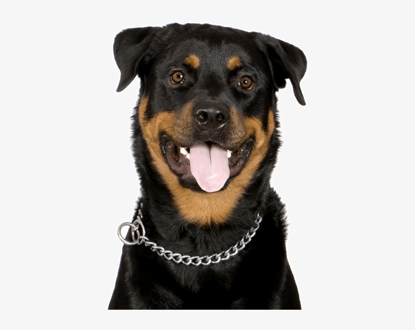 Search - Rottweiler De 1 Año, transparent png