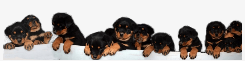 Litters Due - Puppy, transparent png