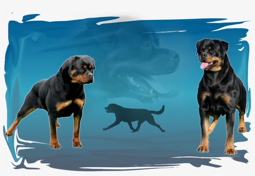 Welcome To My Internet Home Of Haus Of Renada Rottweiler - Rottweiler, transparent png