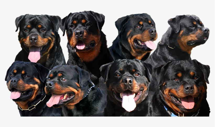 Craffenheim Rottweilers - Managing Rottweiler Health Issues Gif Files, transparent png