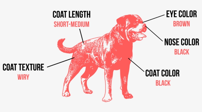 Rottweiler Rotties Have A Coarse And Straight, Short - Rottweiler Vector, transparent png