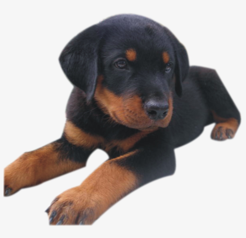 Pet, transparent png