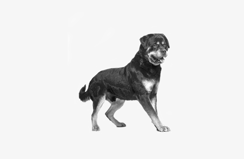 More About Rottweiler - Chiots Rottweiller, transparent png