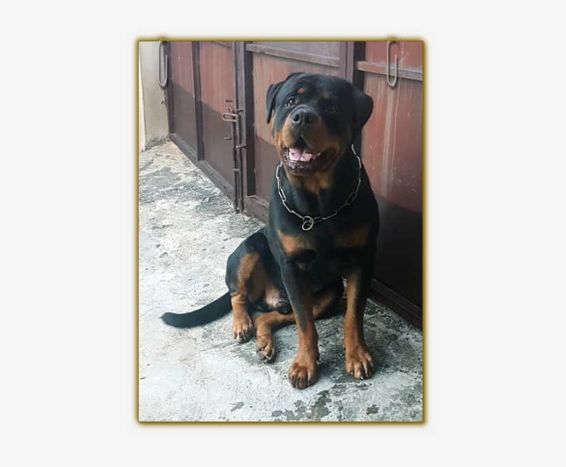 Flash Vom Bonzi Star - Nigeria, transparent png