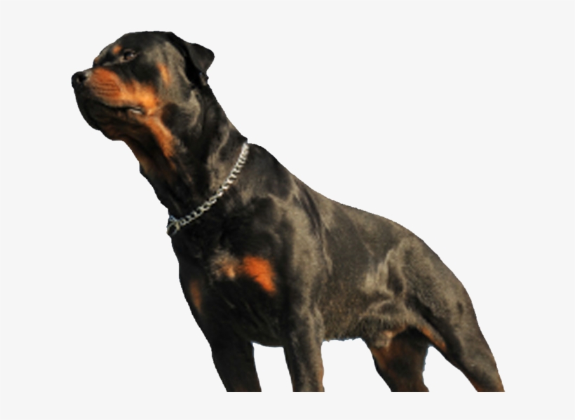 Dog Fatally Mauls Baby In Los Angeles Home - Dog, transparent png