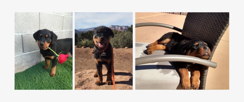 Picture - Rottweiler, transparent png