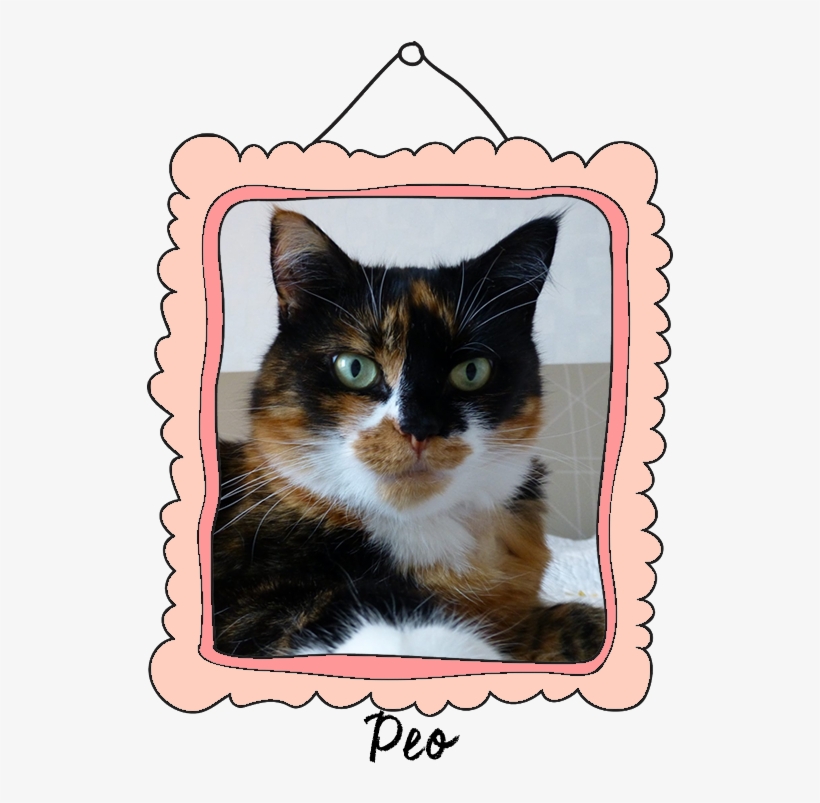 Peo Crossed The Rainbow Bridge On April 22, - Domestic Short-haired Cat, transparent png