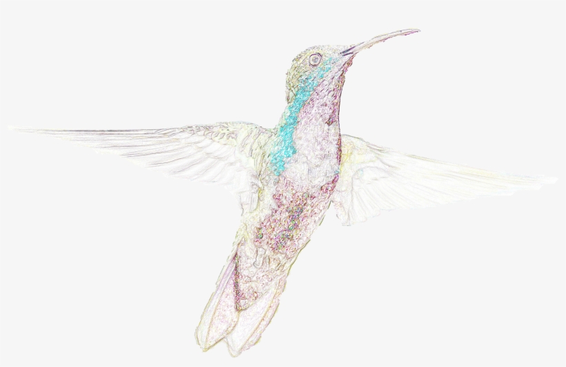 Aves, Naturaleza, Arte De La Computadora, Pájaro, Imaginación, - Bird, transparent png