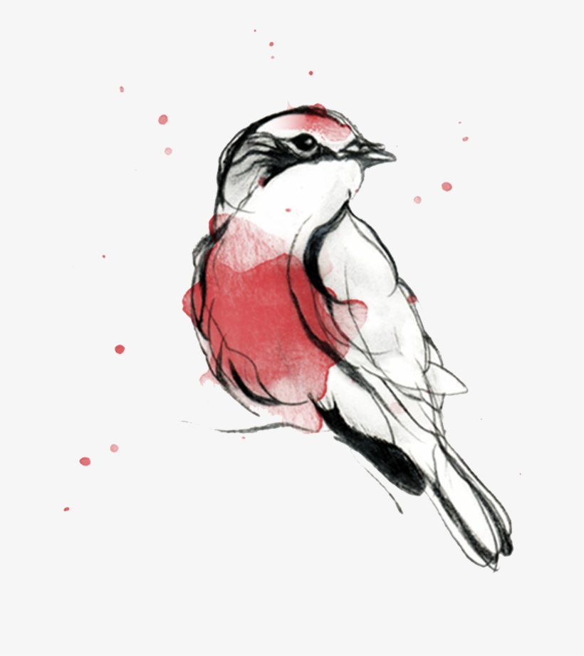 Pajaro Png, transparent png