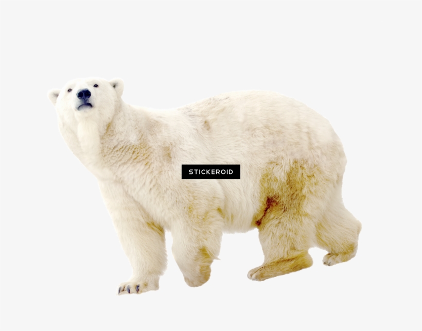 Polar White Bear - Polar Bear, transparent png