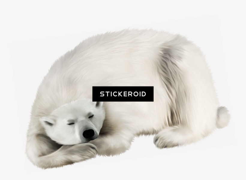 Polar White Bear - White Bear Transparent, transparent png