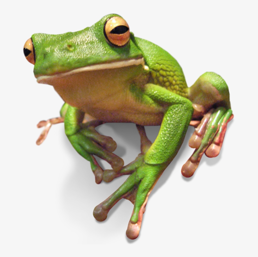 Frogs - Green-eyed Tree Frog, transparent png