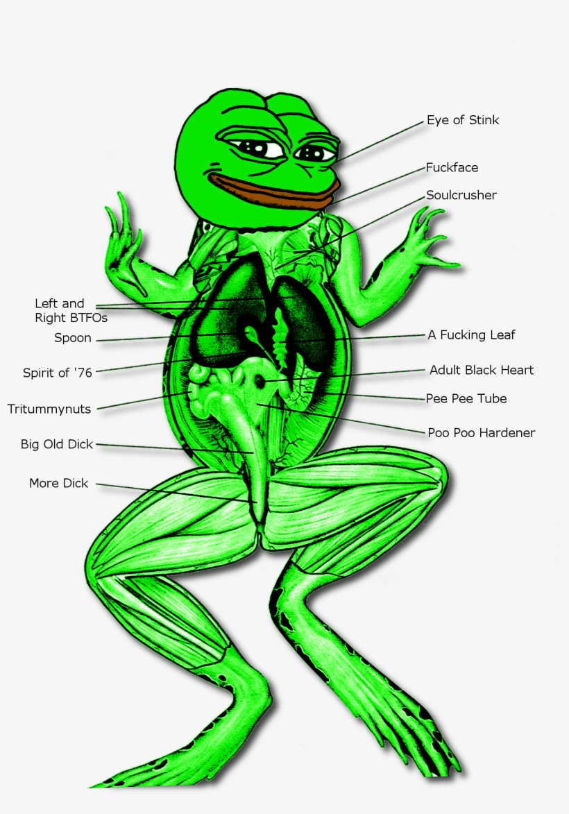 Post - Dissection Of Digestive System Of Frog, transparent png