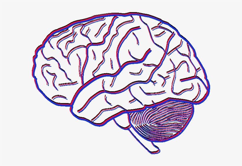 Investigating The Flexibility Of Empathy - Simple Picture Of A Brain, transparent png