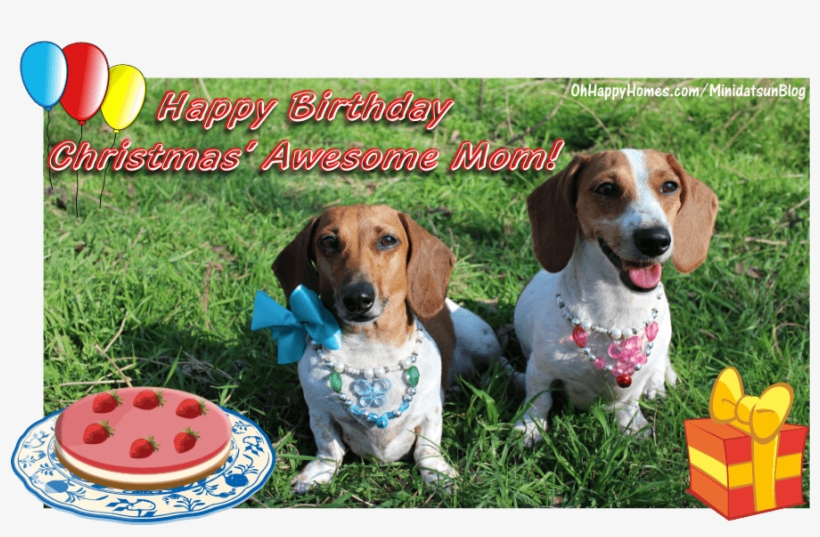 Paw Province Wishes My Mom Turned On - Birthday, transparent png