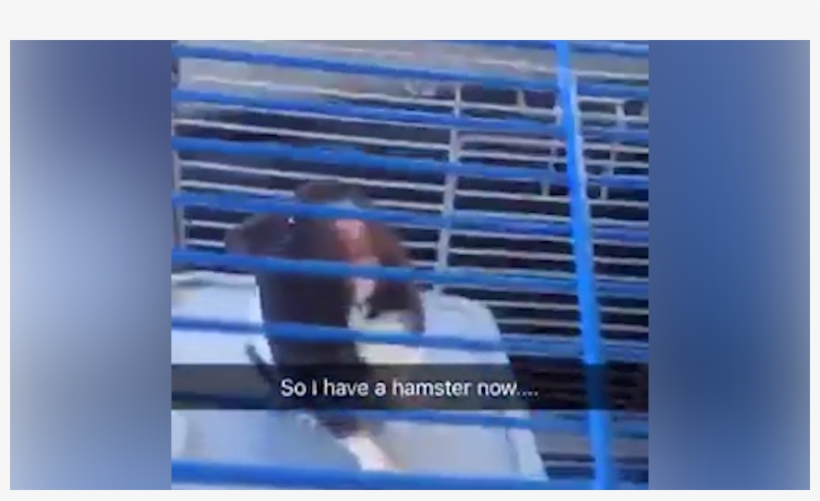 Woman Saves Abandoned Hamster On Side Of Dangerous - Nashville, transparent png