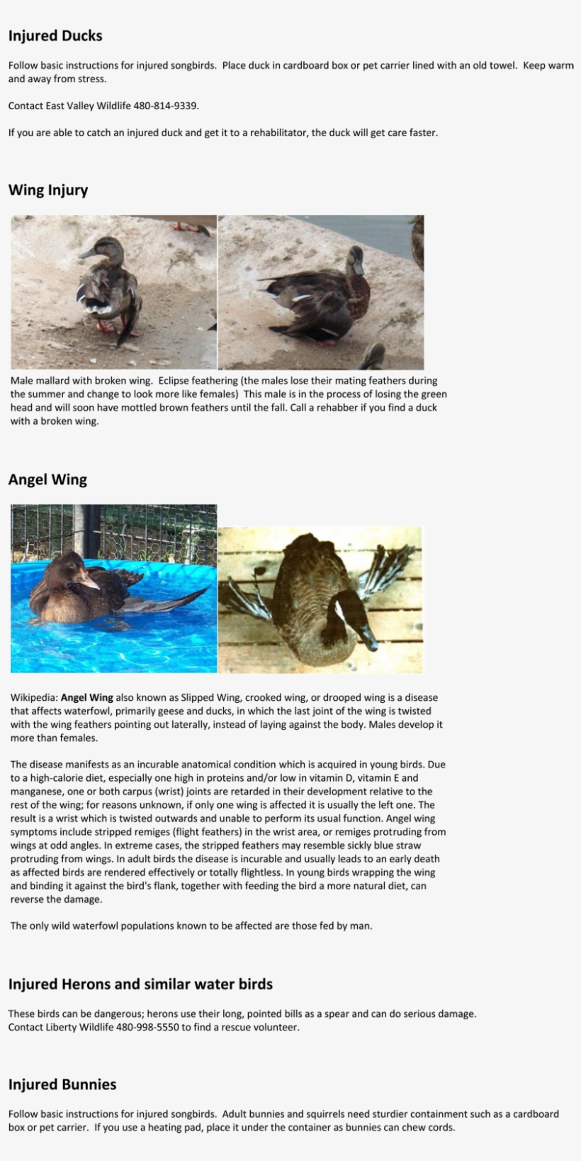 Injured Wildlife - Wildlife, transparent png