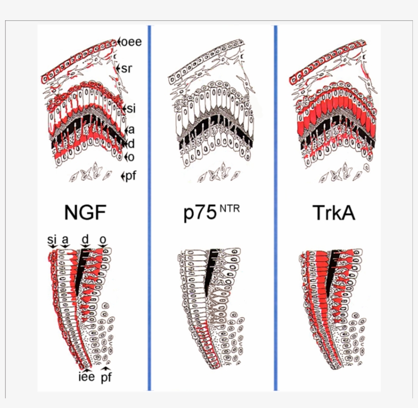 Schematic Illustration Of The Expression Patterns Of - Tropomyosin Receptor Kinase A, transparent png